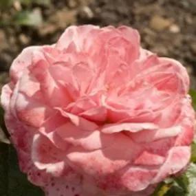 Pink Abundance Roses (Rosa Pink Abundance) 1